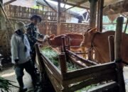Babinsa Koramil 0815/06 Kemlagi Dampingi Petugas Distan Vaksinasi 185 Ekor Sapi di Desa Japanan