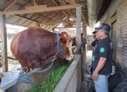 Sapi Kurban Presiden Prabowo Dibeli dari Peternak Blitar