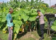 Bhabinkamtibmas Desa Tambak Oso Cek Lahan Ketahanan Pangan Warga