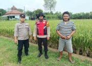 Polsek Balongbendo Dukung Ketahanan Pangan, Dialogis Petani Desa Singkalan