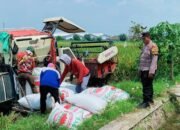 Polresta Sidoarjo Bersama Polsek Balongbendo Cek Kelokasi Panen Padi