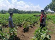 Polresta Sidoarjo, Melalu Desa Singkalan Mendukung program Ketahanan Pangan Polri Cinta Petani