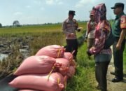 Polsek Balongbendo Polresta Sidoarjo Kawal Panen Padi desa Suwaluh