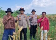 Poresta Sidoarjo Melalui Desa Bakung Temenggungan Panen Jagung Ketahanan Pangan Astacita Polri Cinta Petani
