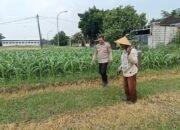 Polsek Tarik Laksanakan Patroli Ketahanan Pangan dan Dialogis Petani Jagung