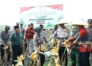 Target Swasembada Pangan, Kapolres Gresik Ikut Panen Raya Jagung Di Prupuh Panceng