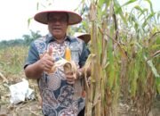 Bupati Asahan Ikuti Panen Raya Jagung Serentak yang Dipimpin Presiden Republik Indonesia