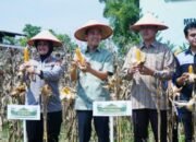 Panen Raya Jagung Serentak Tahun 2025 Dukung Ketahanan Pangan Nasional