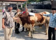 Ponpes Wali Barokah Kediri Terima Sapi Kurban Wapres RI