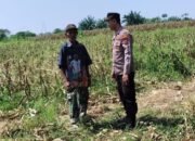 Polsek Tarik Gencarkan Patroli Ketahanan Pangan Perkebunan Jagung