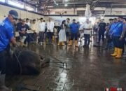 Wali Kota Malang Tinjau Proses Penyembelihan Hewan Kurban: Pastikan Sesuai Syariat dan Standar Kesehatan
