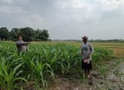 Polsek Tarik Ajak Petani Antisipasi Gagal Panen Jagung