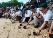 Jejak Tukik di Tanjung Penyu: Dari Telur yang Dijaga, Menuju Laut yang Menanti