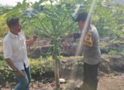 Bhabinkamtibmas Taman Ajak Lestarikan Pepaya, Wujudkan Ketahanan Pangan Bergizi