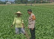 Bhabinkamtibmas Desa Grabagan Polsek Tulangan Cek Lahan Sayur Untuk Ketahanan Pangan