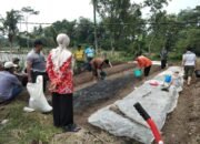 Melalui DBHCHT, DKPP Blitar Maksimalkan Lahan untuk Budidaya Tembakau Prancak 95