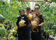 Petik Melon Perdana di GEN SOBO Farm Burengan, Mbak Wali Ajak Masyarakat Tingkatkan Ketahanan Pangan Melalui Urban Farming