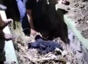 Ungkap Kasus Pembunuhan di Gempol, Polres Pasuruan Tangkap Pelaku Dalam Hitungan Jam