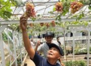 DPD ASPAI Purwakarta Dorong Budidaya Anggur Impor, Dukung Upaya Kurangi Impor Nasional