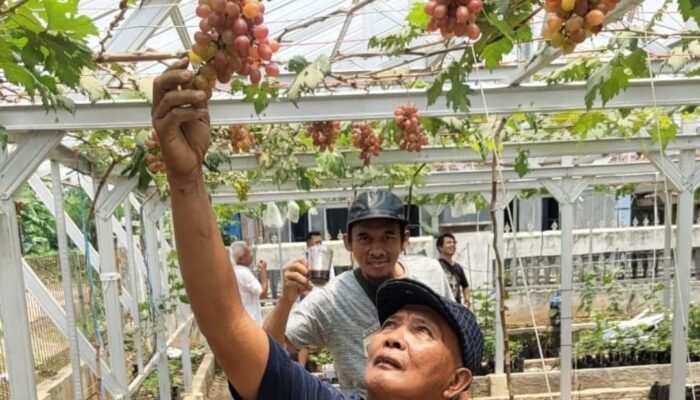 DPD ASPAI Purwakarta Dorong Budidaya Anggur Impor, Dukung Upaya Kurangi Impor Nasional