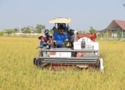 Kakanwil Ditjenpas Jatim Panen Raya 10 Ton Padi di Lapas Lamongan, Bukti Nyata Program Asta Cita dan Akselerasi IMIPAS