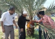Panen Perdana Kurma Azwa di Masjid Madasa, Diharapkan Jadi Manfaat Bagi Warga dan Ibu Promil