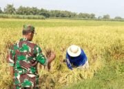 Peduli Swasembada Pangan, Babinsa Dampingi Petani Benahi Lahan Rusak