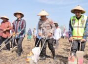 Kapolres Lamongan Bersama Petani Tanam Jagung di Lahan Baku Desa Kedali Seluas 10 Hektar