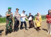 Wujudkan Indonesia Berdaulat Pangan Santri Ponpes Wali Barokah dan Polri Bercocok Tanam