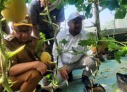 Bupati Yani Apresiasi Keberhasilan Kecamatan Duduksampean Menjadi Sentra Buah Melon di Gresik