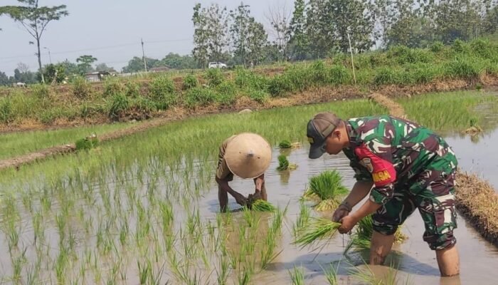 Babinsa Jatirejo Turun ke Sawah, Dorong Semangat Petani Wujudkan Kemandirian Pangan