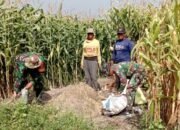 Babinsa 0815/04 Puri Dampingi Petani Wujudkan Swasembada Pangan