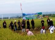 Bupati Om Zein dan KIM Brozein Panen Raya Padi di Tegal Munjul