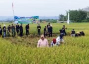 Panen Raya Padi Bersama Om Zein, Bupati Aing di Tegal Munjul