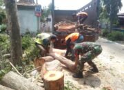 Sinergi Lintas Instansi, Kerawanan Akibat Pohon Tumbang di Mojosari Berhasil Dicegah