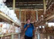 WBP Lapas Kediri Panen Jamur Tiram Capai 30 Kg, Dinikmati Warga Dengan Harga Terjangkau