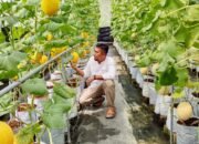 Alif Farm Desa Cisalada Hadirkan Wisata Petik Buah Melon Hidroponik, Nikmati Sensasi Metik Sendiri