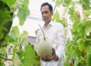 Om Zein Dorong Generasi Muda Purwakarta Jadi Petani Modern Lewat Panen Melon di Campaka