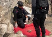 Tim Gegana Polda Jatim Evakuasi Benda Diduga Granat di Lahan Parkir SD Muhammadiyah Sendangagung
