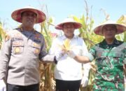 Kabupaten Sidoarjo Dukung Swasembada Pangan, Panen Raya Jagung Kuartal III di Balongbendo