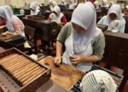 Setara Kuba, Cerutu Jember Kini Mendunia