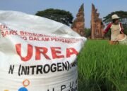 Petani di Trowulan Mengeluh, Harga Pupuk Diatas HET, PPI Akan Investigasi dan Langsung Laporkan Ke Menteri Pertanian
