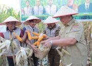 Panen Raya Jagung Kelompok Tani Indonesia Merdeka di Hadiri Bupati Asahan