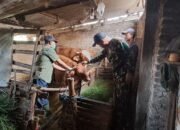 Satgas TMMD Kodim 0815 Bersama Distan Mojokerto Beri Vaksin dan Penyuluhan Peternak Desa