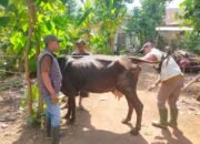 Pasuruan Jadi Rujukan Nasional, Dinas Peternakan Kembali Dipercaya Jadi Tempat Pelatihan Inseminasi Buatan