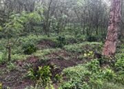 18 Ribu Pohon Kopi PTPN I di Lereng Ijen Dirusak OTK, Polisi Turun Tangan