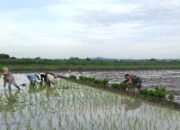 Komitmen Ketahanan Pangan, Koramil 0815/06 Kemlagi Intensifkan Pendampingan Tanam Padi