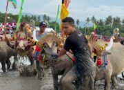 Tradisi Mekepung Lampit Kembali Digelar, Lestarikan Tradisi Budaya Jembrana