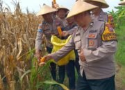 Polsek Tulangan dan Petani Gelar Panen Jagung di Lahan Produktif Desa Pangkemiri