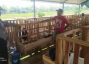 Aipda Agus, Polisi Desa yang Sukses Jadi Peternak Domba